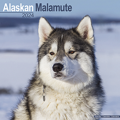 Alaskan Malamute Calendar 2024 (Square)